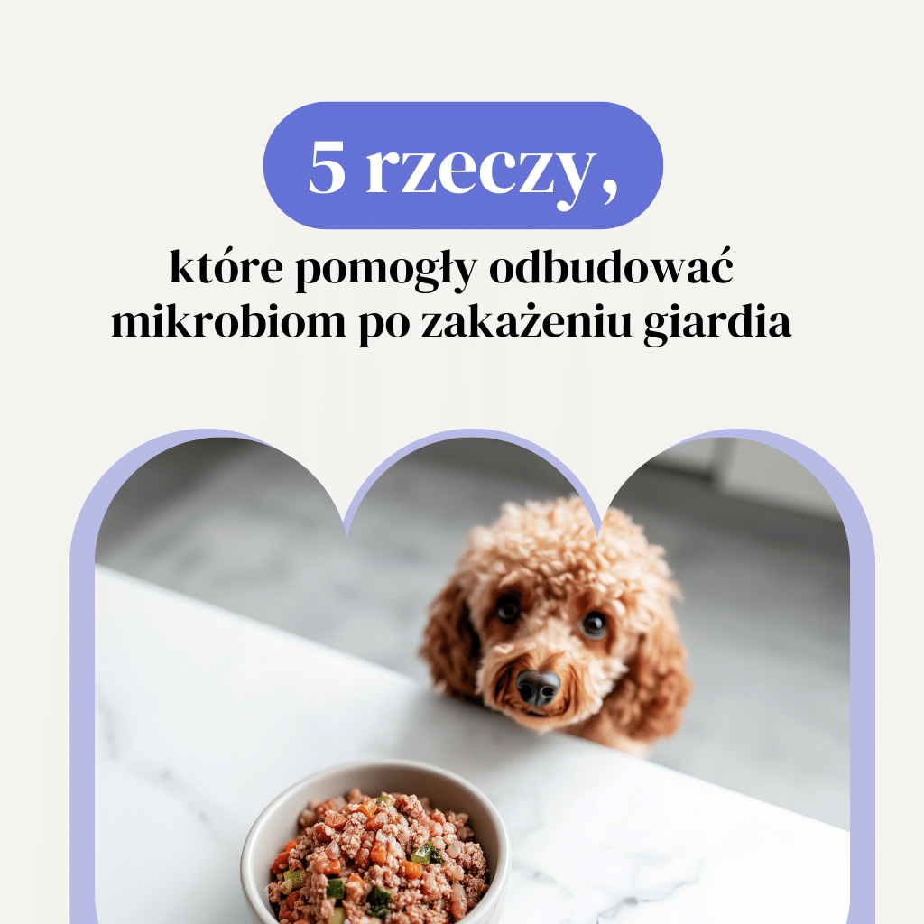 Dysbioza u psa po zakażeniu giardia